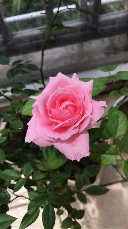 金窝银窝