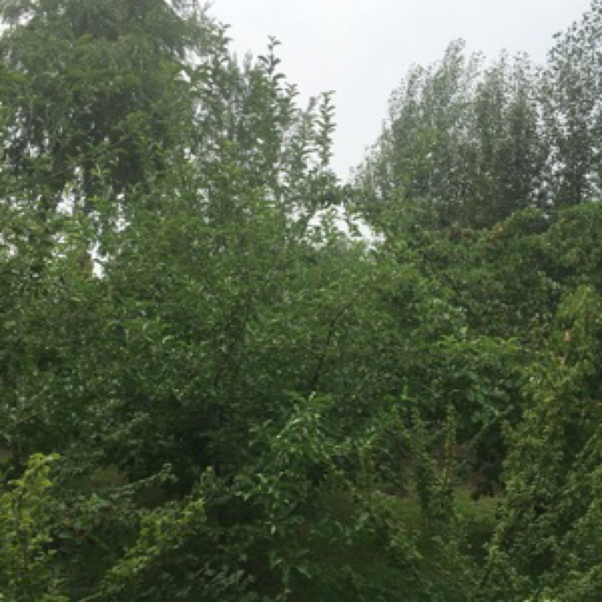 王乌仁图雅