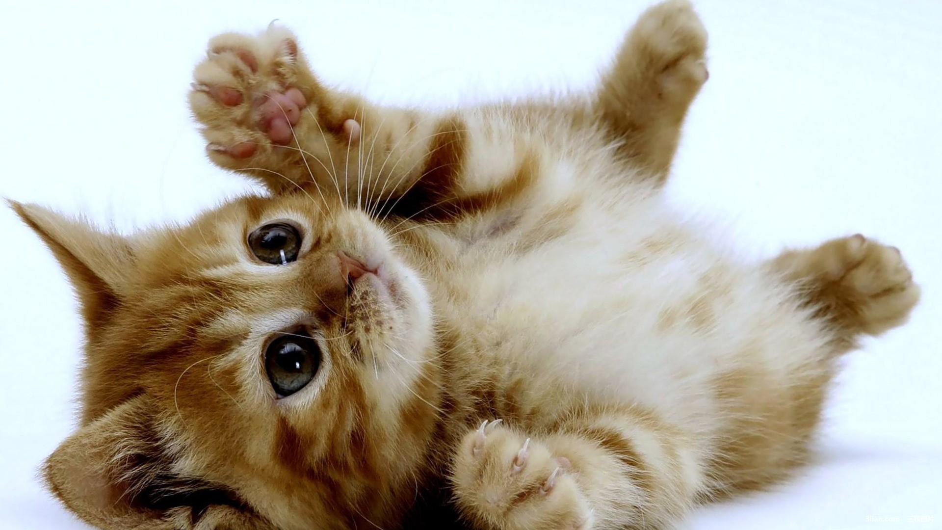 Киса руки. Милые коты. Милый кот. Красивые котики. Миленькие котята.