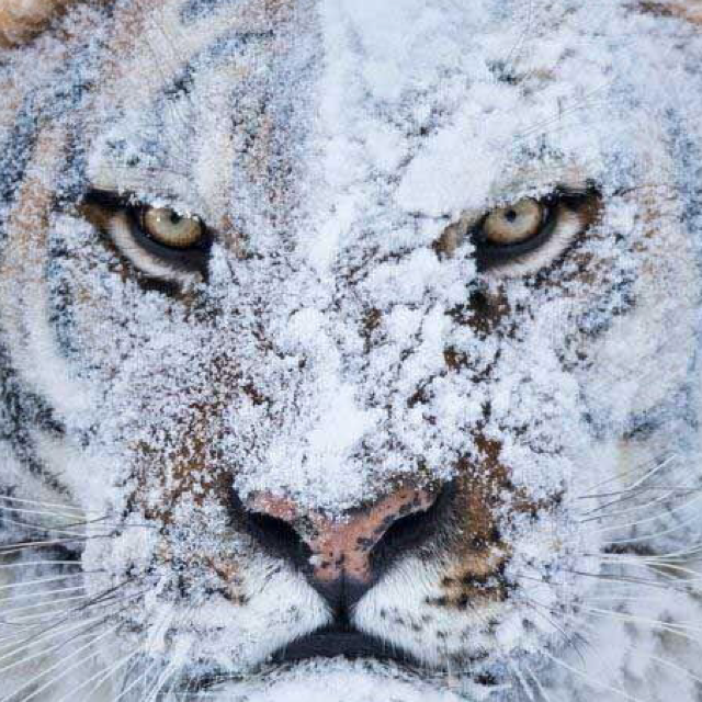 雪老虎